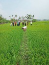 Bình Đào: Mô hình “Tích tụ, tập trung ruộng đất và liên kết sản xuất” mang lại hiệu quả kinh tế thiết thực!